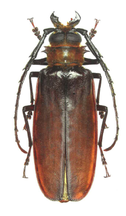 Ommatomenus quentinvilliersorum